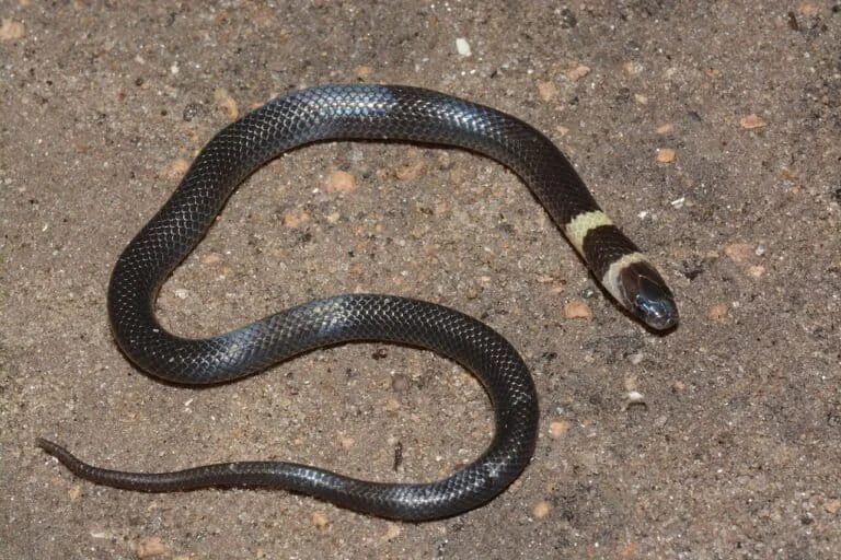 Aparallactus: The Secretive Centipede-Eating Snakes of Sub-Saharan Africa and Their Vital Role in Soil Ecology