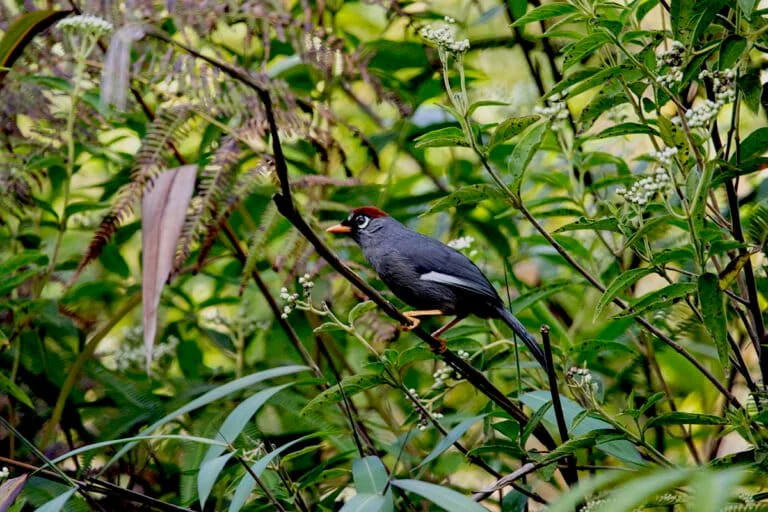 Beutong Ateuh Banggalang: A Vital Biodiversity Sanctuary and the Indigenous Philosophy of Coexistence in Aceh