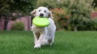 Can Dogs Eat Bananas? A Comprehensive Veterinary and Nutritional Guide for Pet Owners