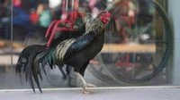 Ditinggal Mati Pemilik, Ayam Jantan Ini Setia Menunggu 8 Tahun di RS