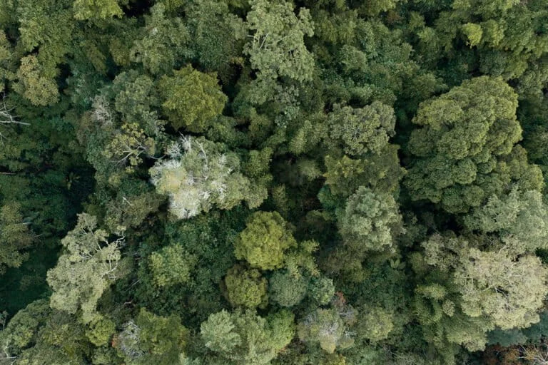 Indonesia Pushes Biodiversity Finance at COP17 Amidst Civil Society Criticism Over Governance and Extractive Economic Models