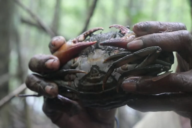 Mama Mama Atuka and the Mangrove Guardians: The Resilience of Papua’s Mud Crab Economy