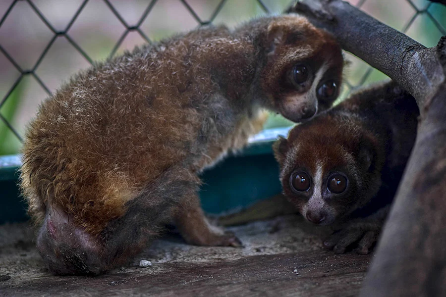 Neglected but still alive: The scientific rediscovery and precarious future of the Bangka Slow Loris