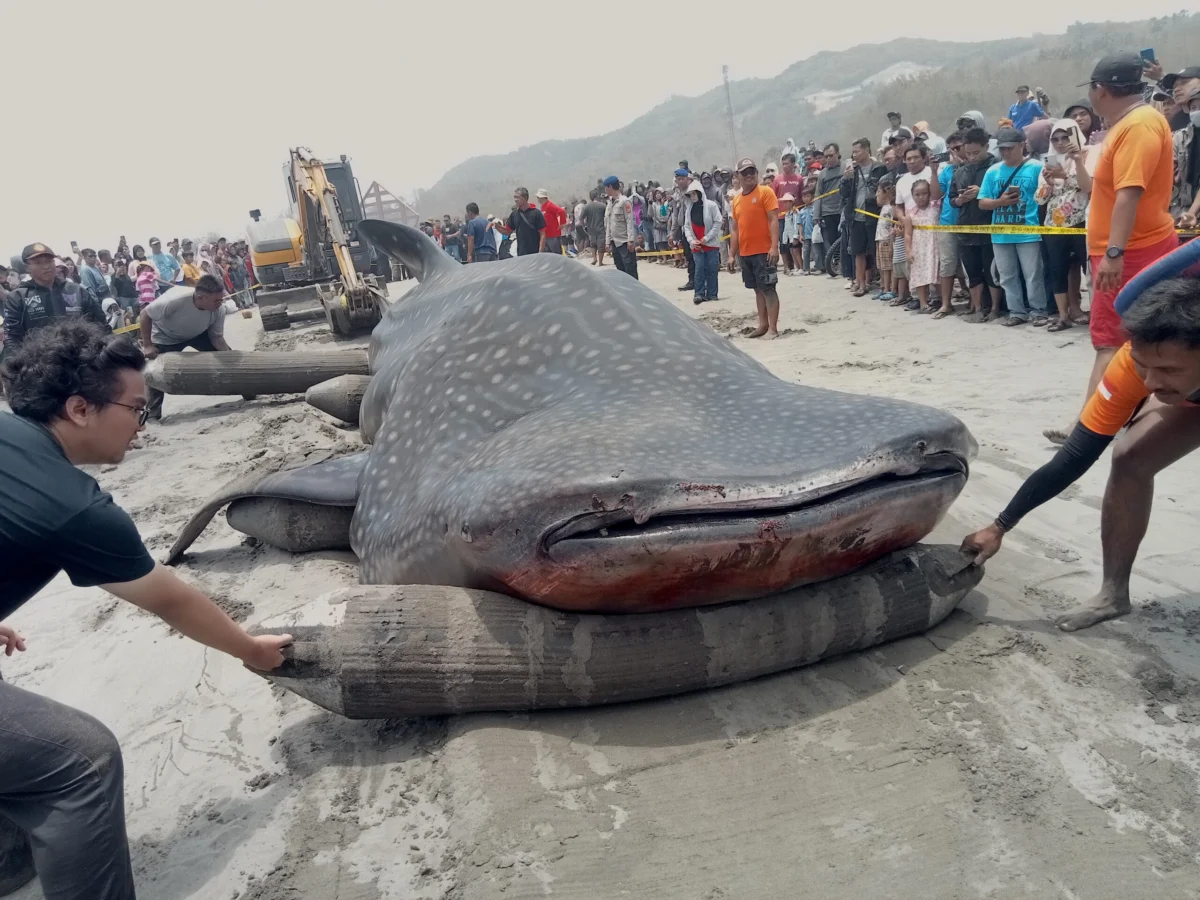 Rising Whale Strandings in Indonesia Spark Urgent Calls for Enhanced Marine Conservation Infrastructure