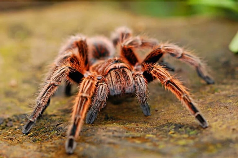 Tarantulas use their dense hair as an evolutionary shield against predatory army ants to maintain survival in South American ecosystems