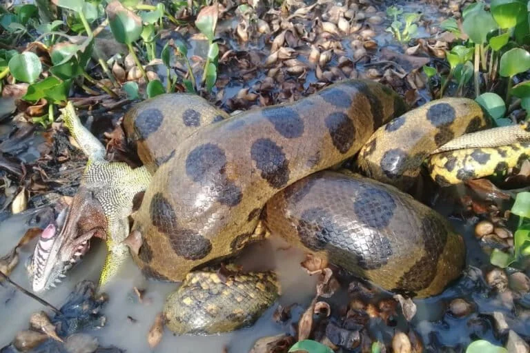 The Quest for the Giants: Redefining the Verified Limits of the World’s Largest Snakes