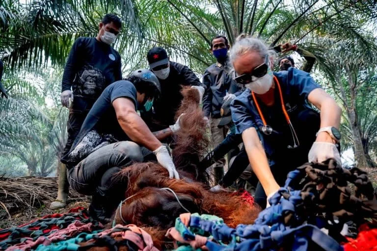 The silent tragedy of Borneo orangutans caught in the inferno of habitat destruction