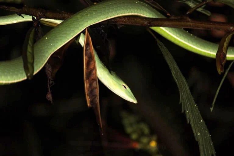 Ular Pucuk: Unveiling the Ecological Importance and Silent Presence of an Arboreal Predator in Human-Adjacent Landscapes