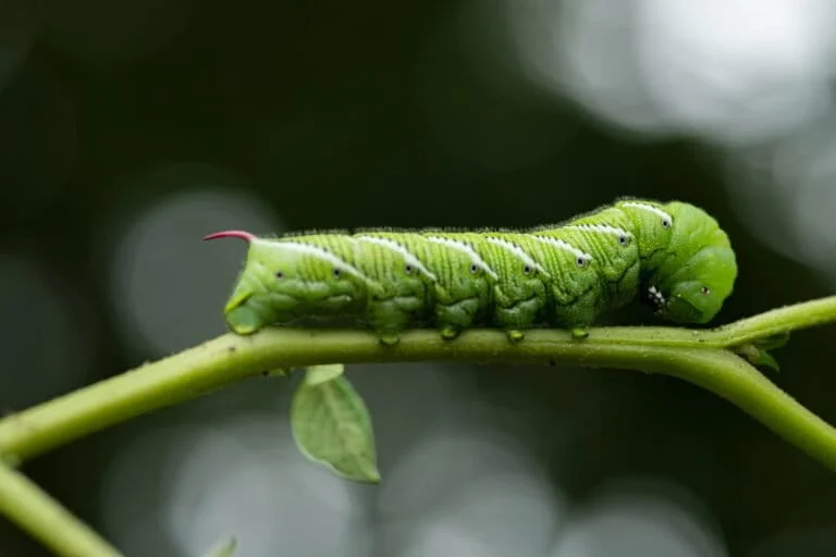 Unlocking the Acoustic Secrets of Caterpillars: How Tiny Hairs Defy Nature to Detect Airborne Threats